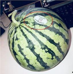 吃外国网红瓜,揭秘那些跨国界的“瓜”事