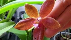 兰花姐姐最新爆料,娱乐圈幕后真相大曝光! 第3张 兰花姐姐最新爆料,娱乐圈幕后真相大曝光! 第3张